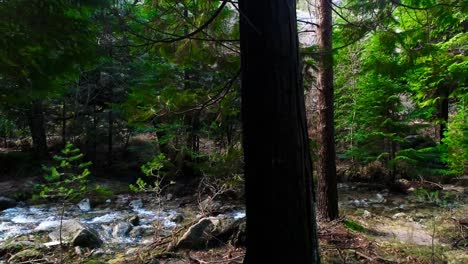 Inside-Pine-Trees-in-the-Forest-02