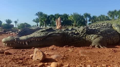 El-Caimán-Yace-En-El-Suelo-En-Marruecos-Y-Se-Relaja-Bajo-El-Fuerte-Sol.