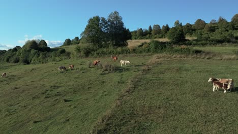 Aerial-orbit-footage-of-cows-grazing,-on-a-hillside-meadow