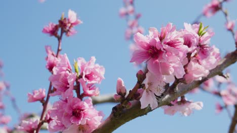 Peach-tree-full-of-tender-pink-flower-blossoming-Sakura-petals-fluttering-against-a-blue-sky-peach-and-cherry-tree-harvest-season-in-spring-Nature-beauty-in-bloom