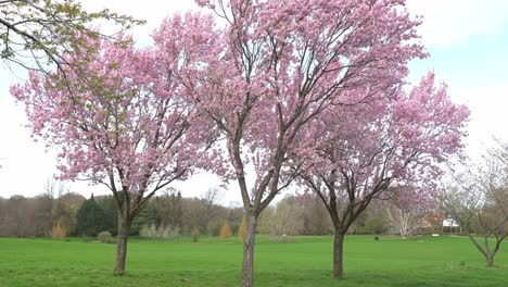 árboles-De-Sakura-Completamente-Florecidos-En-Un-Parque-Urbano