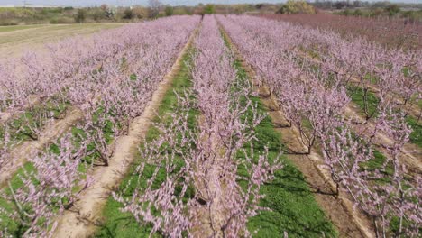 Nahaufnahme-Der-Luftaufnahme-über-Einem-Symmetrischen-Rosa-Blühenden-Pfirsichbaum-Auf-Einem-Landwirtschaftlichen-Bauernhof,-Rosa-Und-Violette-Bäume-In-Voller-Blüte-Am-Frühlingstag