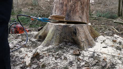 Tree-felling-with-chainsaw-and-the-help-of-hydraulic-jaw