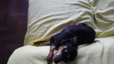 Cute-pinscher-miniature-dog-plays-laying-backwards-at-home-yellow-sofa-closeup-funny-animal-pet-receiving-welcoming-owner