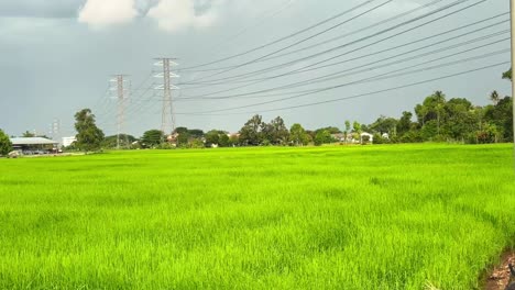 beautiful-scenery-of-green-paddy-field-in-rural-area-during-windy-near-electrical-grid