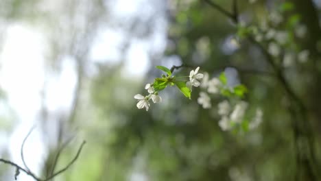 Closeup-shot-of-small-white-flower-with-blurred-background