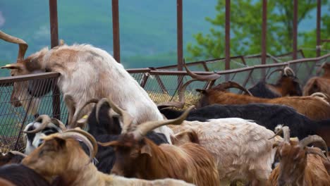 Herd-of-Goats-Grazing-by-the-Barn,-Long-Horned-Goat-in-a-Picturesque-Countryside-Setting,-Rural-Serenity