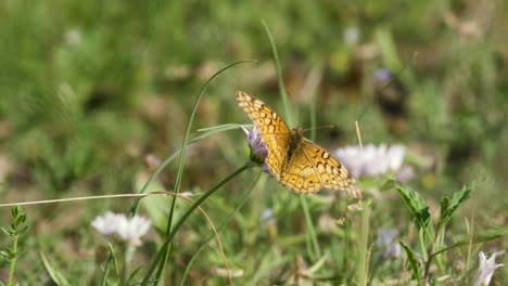 Una-Mariposa-Fritillary-Variada-Sentada-Sobre-Flores-Silvestres-Blancas,-Insectos-Macro-De-Texas