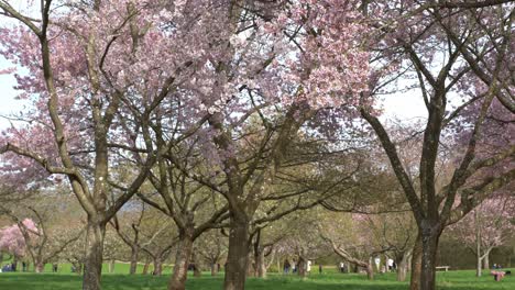 árboles-De-Sakura-Completamente-Florecidos-En-Un-Parque-Urbano