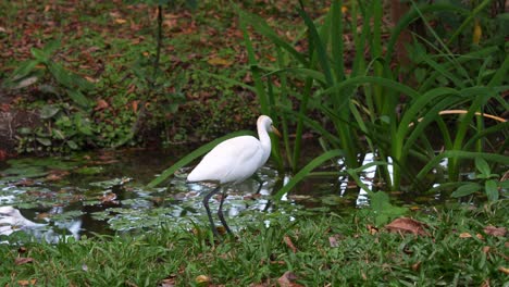 Primer-Plano-En-Cámara-Lenta-Que-Captura-Una-Gran-Garza-Salvaje,-Ardea-Alba-Buscando-Insectos-Acuáticos-Junto-Al-Estanque-En-El-Parque-Forestal-De-Daan,-Taipei,-Taiwán.