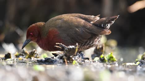 Hermoso-Pájaro-Crake-De-Pecho-Rojizo-Alimentándose-En-La-Zona-De-Humedales