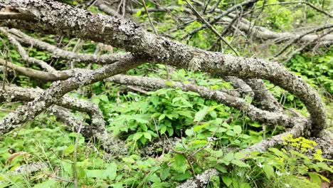 Storm-damaged-fallen-trees-covered-in-lichen-fungi-decay-in-forest-undergrowth