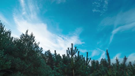 Slow-motion-shot-of-the-treetops-of-the-coniferous-trees-in-Thetford-forest-and-showing-the-slow-moving-clouds-in-a-blue-skies-background-in-Norfolk-in-England,-in-United-Kingdom