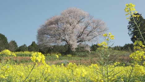 Un-Solo-árbol-De-Cerezo-En-La-Prefectura-De-Saga,-Kyushu,-Japón