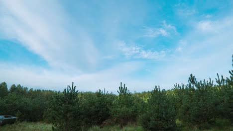 Timelapse-of-the-blue-skies-hovering-above-the-coniferous-trees-in-Thetford-forest-in-the-outskirts-of-England,-in-United-Kingdom