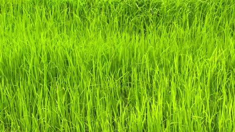 beautiful-scenery-of-green-paddy-field-in-rural-area