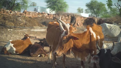Gruppe-Einheimischer-Indischer-Kühe,-Die-In-Einem-Dorf-Im-Ländlichen-Indien-Ruhen