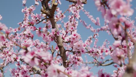 Close-up-shot-of-beautiful-peach-tree-flowers-blossom-on-a-sunny-spring-day-against-blue-sky