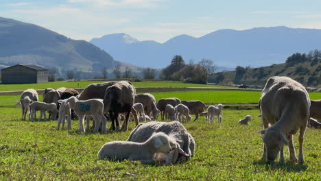 Statische-Aufnahme-Alpine-Umgebung-Schafe-Lamm-Herde-Grünes-Gras-Berge-Französische-Alpen