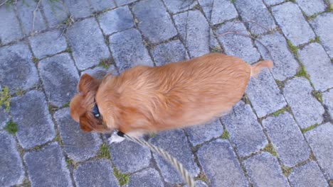 Top-view-of-medium-sized-dog,-greek-breed-Kokoni,taking-a-walk-on-a-leash-POV