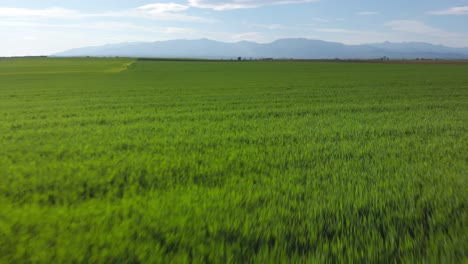 Toma-Aérea-De-Vibrantes-Campos-Verdes-Agrícolas-De-Cerca,-En-El-Campo-En-Un-Día-Soleado-De-Primavera