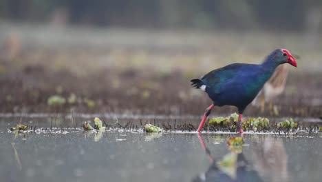 Graukopfhuhn,-Porphyrio-Poliocephalus-Fütterung