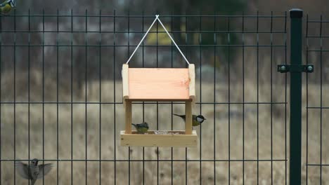 Shot-of-colorful-titmouses-coming-and-going-on-a-wooden-birdfeeder-hanging-on-metal-fence