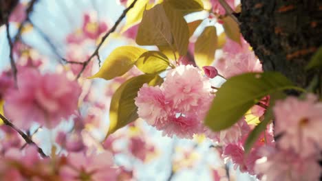 Fesselnde-Aufnahme,-Die-Die-Zarten-Rosa-Kirschblüten-In-Voller-Blüte-Zeigt,-Mit-Sonnenlicht,-Das-Durch-Die-Weichen-Blütenblätter-Inmitten-Der-Leuchtend-Grünen-Blätter-Fällt