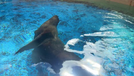 León-Marino-En-Cautiverio-Nadando-En-Una-Pequeña-Piscina-Cerca-De-Málaga-España-Aqua-Zoo