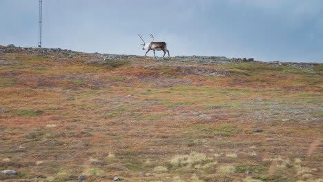 Los-Renos-Pasean-Por-La-Tundra-Otoñal-Y-El-Norte-De-Noruega.