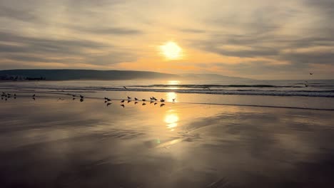 A-gathering-of-seagulls-on-the-reflective-shoreline-of-Spain's-coast,-with-waves-crashing-in-the-background,-creating-a-serene-natural-scene