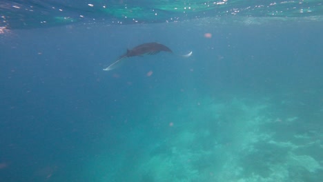 POV-GoPro-Video-Eines-Riesigen-Mantarochens,-Der-Anmutig-Unter-Wasser-Schwimmt