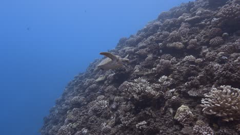 Green-Turtle-swims-over-a-tropical-coral-reef-passing-the-camera