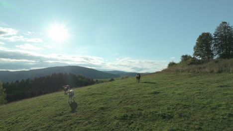 Aerial-backlit-view:-Cows-graze-freely-on-clean-agriculture-hillside-meadow