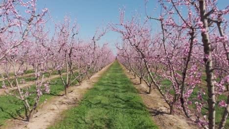 Aerial-drone-shot-of-camera-fly-through-symmetrical-pink-blossom-peach-tree-agricultural-farm-Pink-and-purple-trees-in-bloom-on-spring-day
