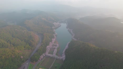 A-fly-over-Niwaki-Dam-during-cherry-blossom-season-in-Saga-Prefecture,-Kyushu,-Japan