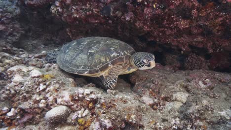 Green-Turtle-rests-a-coral-reef,-camera-approaches