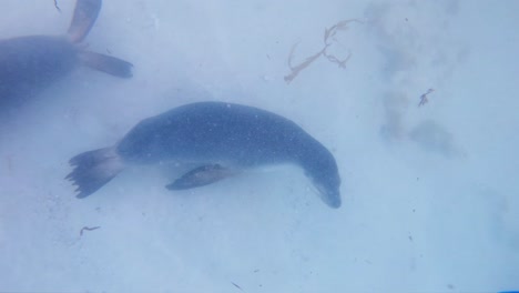 Slow-motion-of-Australian-sea-lions-rolling-around-on-the-ocean-floor-playfully