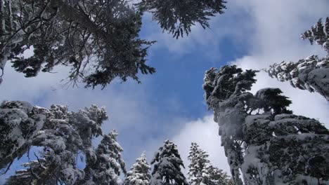 Blick-Nach-Oben-Auf-Hohe,-Schneebedeckte-Tannen-Im-Winter---Aufnahme-Aus-Niedriger-Perspektive