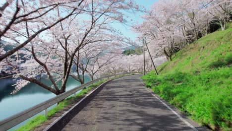 A-fly-in-a-cherry-blossom-tunnel-by-Niwaki-Dam-in-Saga-Prefecture,-Kyushu,-Japan-during-spring