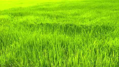 Hermoso-Paisaje-De-Arrozales-Verdes-Ondeando-Durante-El-Viento-En-La-Zona-Rural