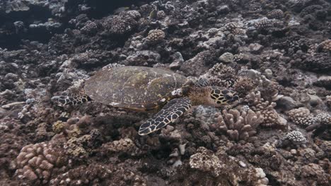 Hawksbill-turtle-swims-over-a-tropical-coral-reef-looking-for-something-to-eat,-looking-for-food
