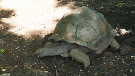 Tortoise-In-The-Sanctuary-At-The-Prison-Island-In-Zanzibar,-Tanzania