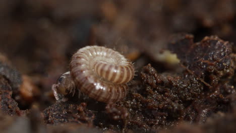 Blunt-tailed-Snake-Millipede-waking-up-and-crawling-away,-macro-shot