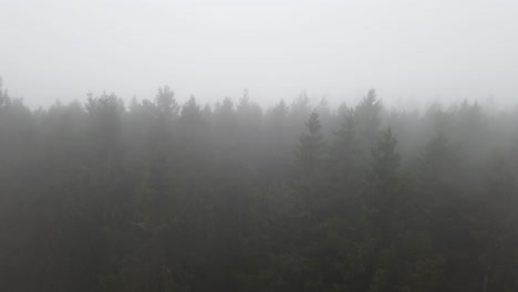 Ein-Riesiger-Wald-Ragt-Durch-Den-Nebel