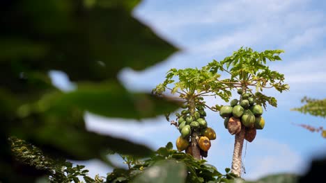 Papaya-Trees-Swaying-on-a-Windy-Day,-Blue-Sky-Background