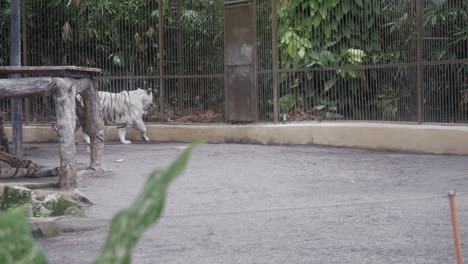 A-white-tiger-walks-around-in-his-cage