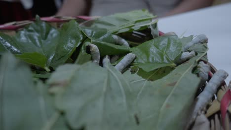 Seidenraupen-Werden-Mit-Maulbeerblättern-Gefüttert.-Oaxaca,-Mexiko