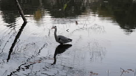 A-calm-heron-searches-for-food-in-the-pond,-and-marks-its-steps-in-the-water,-in-a-park-in-Tokyo,-Japan