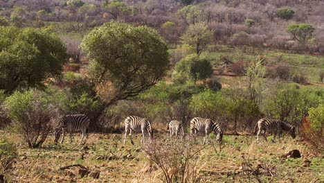 Close-up-handheld-shot-of-small-group-of-zebras-grazing-on-sunny-day,-Africa